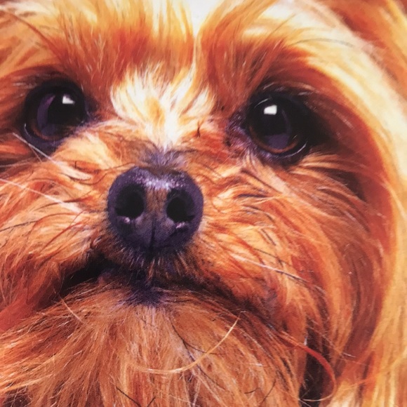 Book- Mutt Mugs (and posh pups too) by Karen Prince - Picture 3 of 12